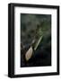 Mantis Religiosa (Praying Mantis) - Laying-Paul Starosta-Framed Photographic Print