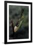 Mantis Religiosa (Praying Mantis) - Laying-Paul Starosta-Framed Photographic Print