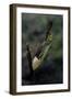 Mantis Religiosa (Praying Mantis) - Laying-Paul Starosta-Framed Photographic Print