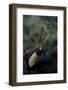 Mantis Religiosa (Praying Mantis) - Laying-Paul Starosta-Framed Photographic Print