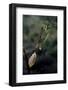 Mantis Religiosa (Praying Mantis) - Laying-Paul Starosta-Framed Photographic Print