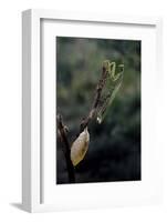 Mantis Religiosa (Praying Mantis) - Laying-Paul Starosta-Framed Photographic Print