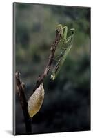 Mantis Religiosa (Praying Mantis) - Laying-Paul Starosta-Mounted Photographic Print
