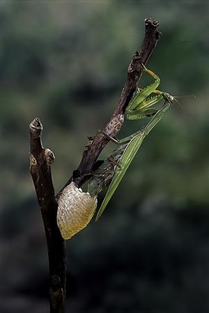 mantis praying laying religiosa