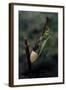 Mantis Religiosa (Praying Mantis) - Laying-Paul Starosta-Framed Photographic Print