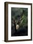 Mantis Religiosa (Praying Mantis) - Laying-Paul Starosta-Framed Photographic Print