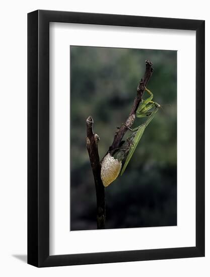 Mantis Religiosa (Praying Mantis) - Laying-Paul Starosta-Framed Photographic Print