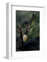 Mantis Religiosa (Praying Mantis) - Laying-Paul Starosta-Framed Photographic Print