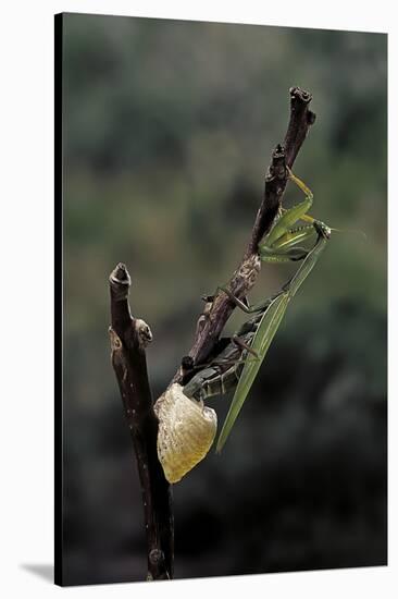 Mantis Religiosa (Praying Mantis) - Laying-Paul Starosta-Stretched Canvas