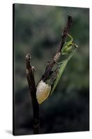 Mantis Religiosa (Praying Mantis) - Laying-Paul Starosta-Stretched Canvas