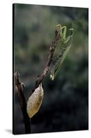 Mantis Religiosa (Praying Mantis) - Laying-Paul Starosta-Stretched Canvas