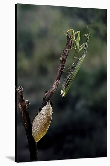 Mantis Religiosa (Praying Mantis) - Laying-Paul Starosta-Stretched Canvas