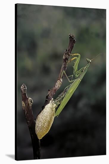 Mantis Religiosa (Praying Mantis) - Laying-Paul Starosta-Stretched Canvas