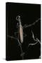 Mantis Religiosa (Praying Mantis) - Male with Female-Paul Starosta-Stretched Canvas