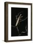 Mantis Religiosa (Praying Mantis) - Male with Female-Paul Starosta-Framed Photographic Print