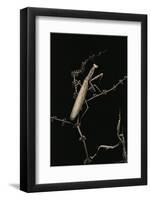 Mantis Religiosa (Praying Mantis) - Male with Female-Paul Starosta-Framed Photographic Print