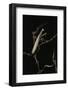 Mantis Religiosa (Praying Mantis) - Male with Female-Paul Starosta-Framed Photographic Print