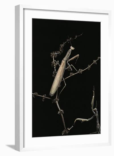 Mantis Religiosa (Praying Mantis) - Male with Female-Paul Starosta-Framed Photographic Print