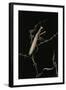 Mantis Religiosa (Praying Mantis) - Male with Female-Paul Starosta-Framed Photographic Print