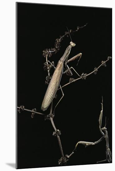 Mantis Religiosa (Praying Mantis) - Male with Female-Paul Starosta-Mounted Photographic Print