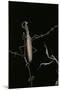 Mantis Religiosa (Praying Mantis) - Male with Female-Paul Starosta-Mounted Photographic Print