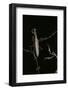 Mantis Religiosa (Praying Mantis) - Male with Female-Paul Starosta-Framed Photographic Print