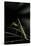 Mantis Religiosa (Praying Mantis) - Male-Paul Starosta-Stretched Canvas