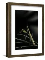 Mantis Religiosa (Praying Mantis) - Male-Paul Starosta-Framed Photographic Print