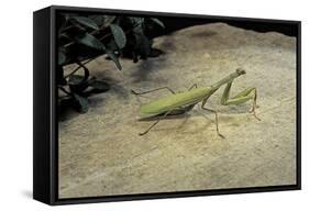 Mantis Religiosa (Praying Mantis) - on Stone-Paul Starosta-Framed Stretched Canvas
