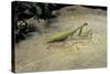 Mantis Religiosa (Praying Mantis) - on Stone-Paul Starosta-Stretched Canvas