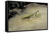 Mantis Religiosa (Praying Mantis) - on Stone-Paul Starosta-Framed Stretched Canvas