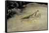 Mantis Religiosa (Praying Mantis) - on Stone-Paul Starosta-Framed Stretched Canvas