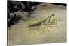 Mantis Religiosa (Praying Mantis) - on Stone-Paul Starosta-Stretched Canvas
