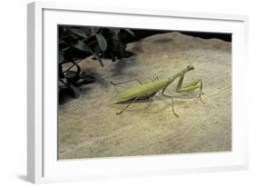 Mantis Religiosa (Praying Mantis) - on Stone-Paul Starosta-Framed Photographic Print