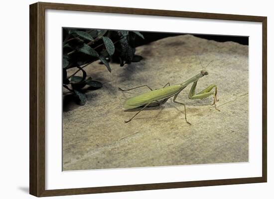 Mantis Religiosa (Praying Mantis) - on Stone-Paul Starosta-Framed Photographic Print