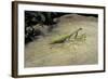 Mantis Religiosa (Praying Mantis) - on Stone-Paul Starosta-Framed Photographic Print