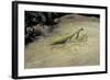 Mantis Religiosa (Praying Mantis) - on Stone-Paul Starosta-Framed Photographic Print