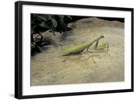 Mantis Religiosa (Praying Mantis) - on Stone-Paul Starosta-Framed Photographic Print