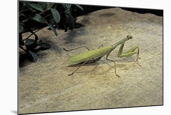 Mantis Religiosa (Praying Mantis) - on Stone-Paul Starosta-Mounted Photographic Print