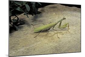 Mantis Religiosa (Praying Mantis) - on Stone-Paul Starosta-Mounted Photographic Print