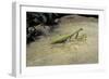 Mantis Religiosa (Praying Mantis) - on Stone-Paul Starosta-Framed Photographic Print