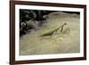 Mantis Religiosa (Praying Mantis) - on Stone-Paul Starosta-Framed Photographic Print