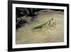 Mantis Religiosa (Praying Mantis) - on Stone-Paul Starosta-Framed Photographic Print