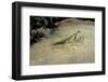 Mantis Religiosa (Praying Mantis) - on Stone-Paul Starosta-Framed Photographic Print