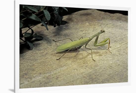 Mantis Religiosa (Praying Mantis) - on Stone-Paul Starosta-Framed Photographic Print