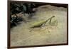 Mantis Religiosa (Praying Mantis) - on Stone-Paul Starosta-Framed Photographic Print