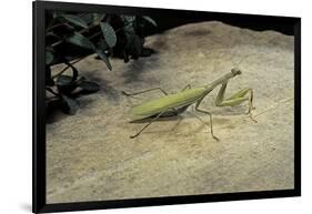 Mantis Religiosa (Praying Mantis) - on Stone-Paul Starosta-Framed Photographic Print