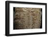 Mantis Religiosa (Praying Mantis) - Ootheca D?tail-Paul Starosta-Framed Photographic Print