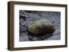 Mantis Religiosa (Praying Mantis) - Ootheca on a Stone-Paul Starosta-Framed Photographic Print