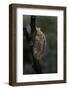 Mantis Religiosa (Praying Mantis) - Ootheca-Paul Starosta-Framed Photographic Print